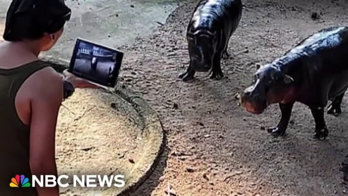 Man arrested after climbing the Pygmy Hippo's den