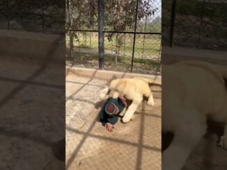 Man suffers terrible injuries after lions attack him in Mexico zoo