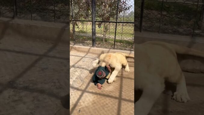 Man suffers terrible injuries after lions attack him in Mexico zoo