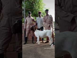 18 years old jailed for stealing goat