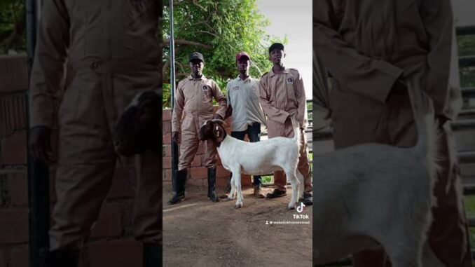 18 years old jailed for stealing goat