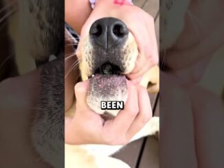 Doctor warns TikTok dog liquid trend