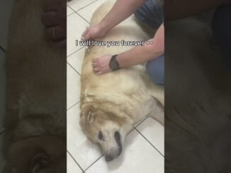 Family grief and pets involved