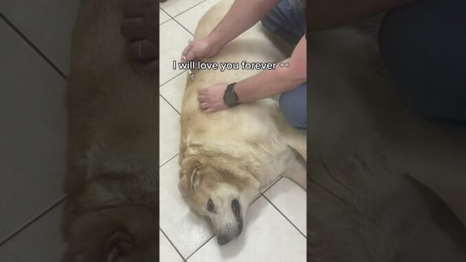 Family grief and pets involved