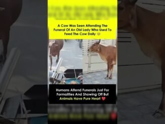 Pregnant Woman Dies in Fall While Running From Cow