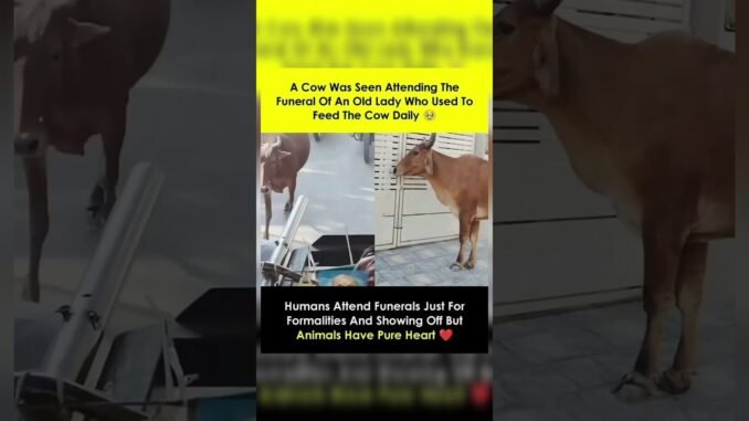 Pregnant Woman Dies in Fall While Running From Cow