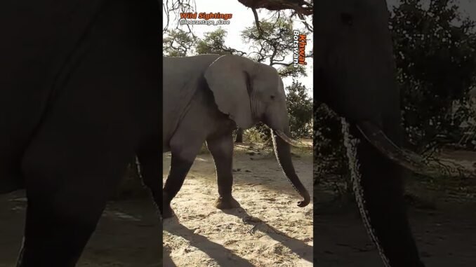 Wild elephant in Oyo community