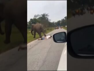 Wild Elephant Invades Oyo Area