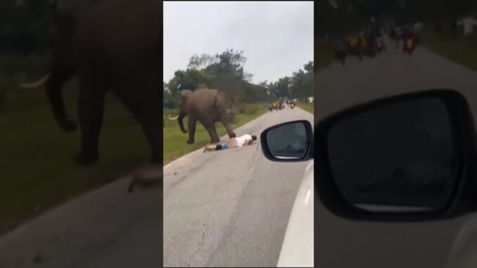 Wild Elephant Invades Oyo Area