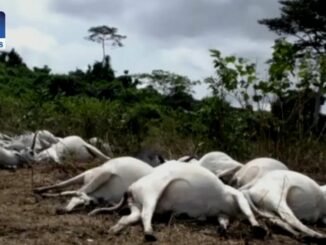Adamawa cattle mass death in Fufore