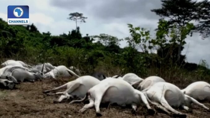Adamawa cattle mass death in Fufore