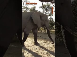 Wild Elephant terrorizes Oyo Community