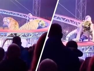 Tiger escapes Russian circus and attacks crowd