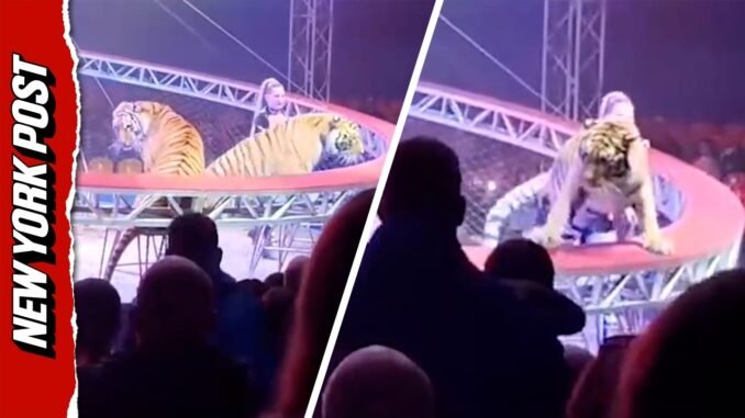 Tiger escapes Russian circus and attacks crowd