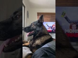 Houston lawyer facing animal abuse charges