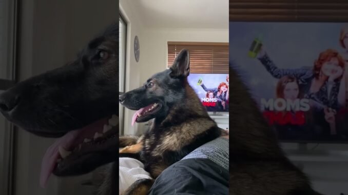 Houston lawyer facing animal abuse charges