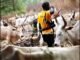 Herder kills farmer over farm dispute