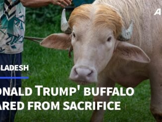 Albino Buffalo named Donald Trump spared in Bangladesh