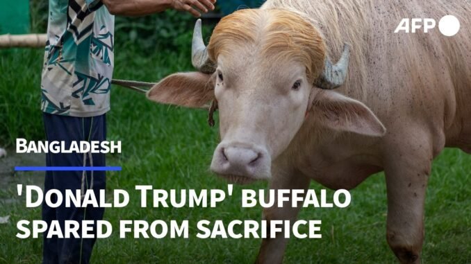 Albino Buffalo named Donald Trump spared in Bangladesh