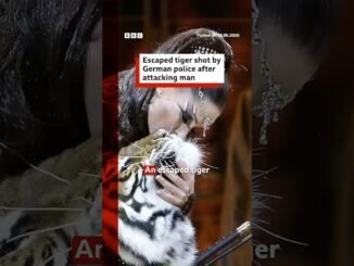 Escaped Leipzig Tiger shot after attack