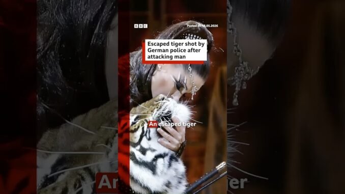 Escaped Leipzig Tiger shot after attack