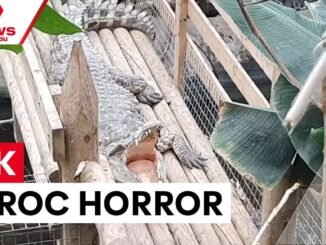 Boy fights for life after crocodile attack