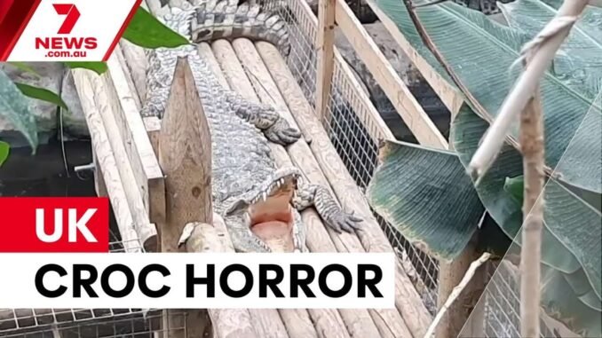 Boy fights for life after crocodile attack