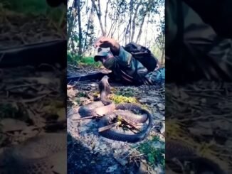 Officer battles massive snake in viral video