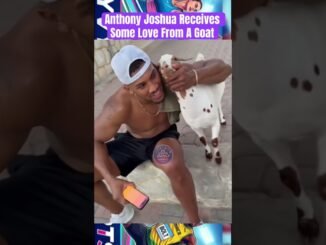 Goat approaches Anthony Joshua