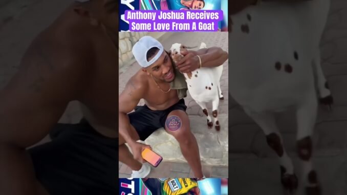 Goat approaches Anthony Joshua