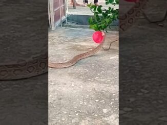 Woman finds snake on door handle
