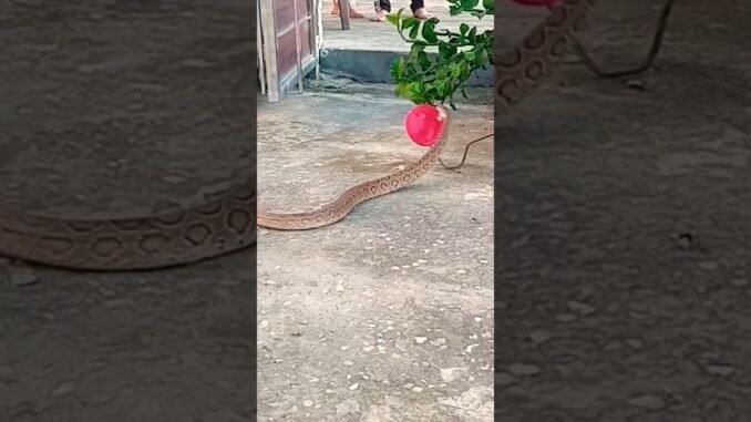 Woman finds snake on door handle