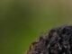 Real Madrid set to sign Marc Cucurella