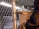 Nigerian Man Arrested by ICE