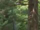 Three Killed as Small Aircraft Crashes into Maryland