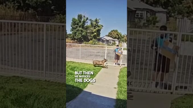 Viral Amazon delivery moment