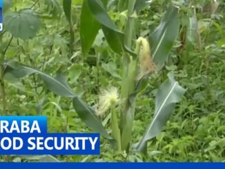 Missing fertiliser bags in Taraba
