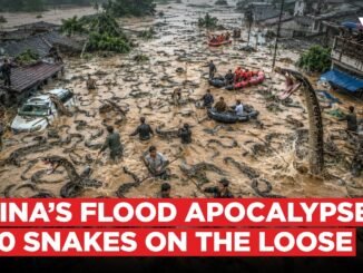 Hundreds of snakes escape Chinese farm due to flooding