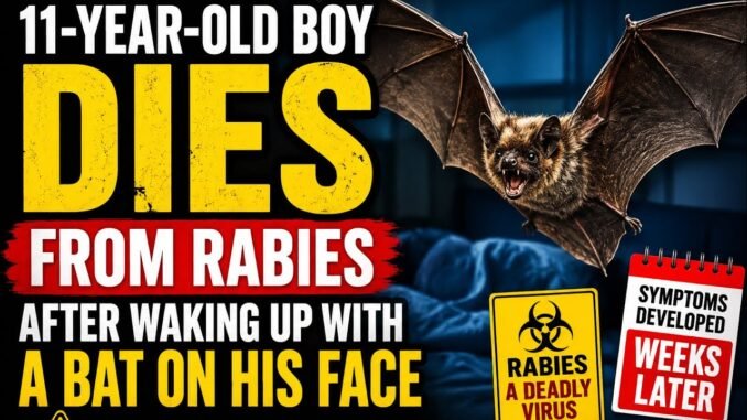 Canadian Boy Dies of Rabies After Bat Exposure