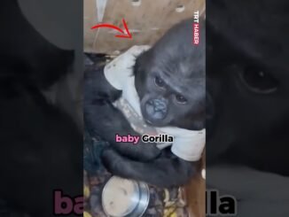 Customs rescue baby Gorilla in Kano