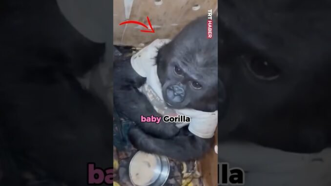 Customs rescue baby Gorilla in Kano