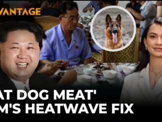 North Korea recommends dog meat for heatwave