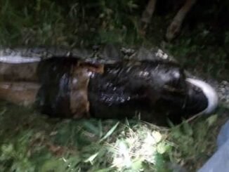 Giant Python swallows woman en route market