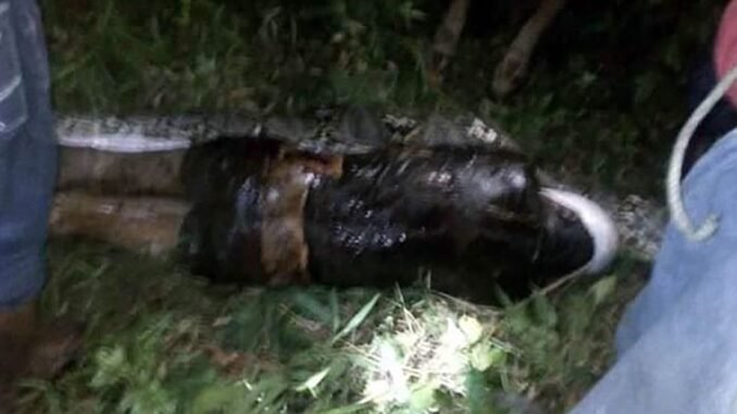 Giant Python swallows woman en route market