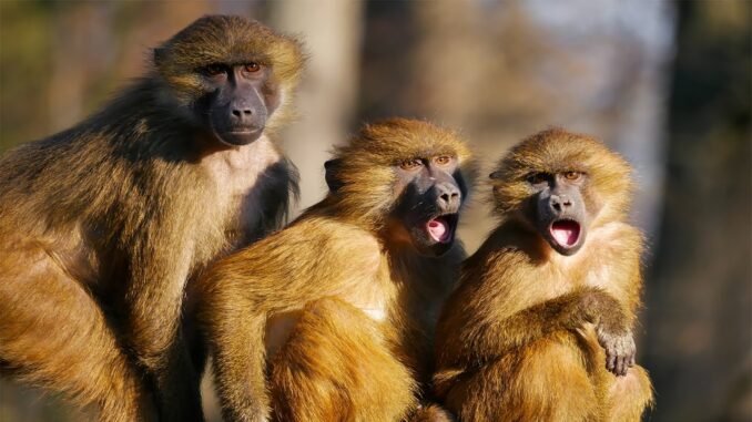 Monkey Attack Kills 91-Year-Old Woman