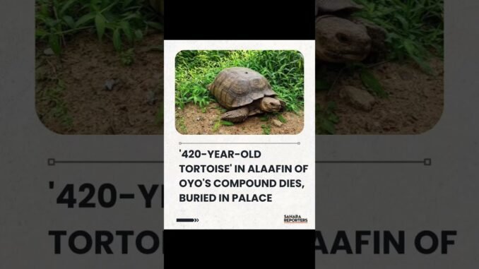 Alaafin’s 420-Year-Old Palace Tortoise Dies