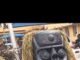 Police arrest Ekpo masquerades