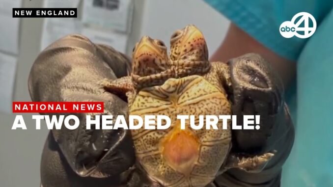 Rare two-headed turtle found