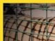 Man Killed by Tiger at Yorkshire Wildlife Park